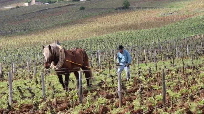 L’Âme du Vin : The Tree of Life